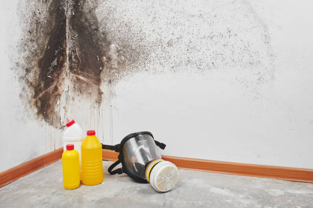 Best Toxic Mold Removal  in Folsom, NJ