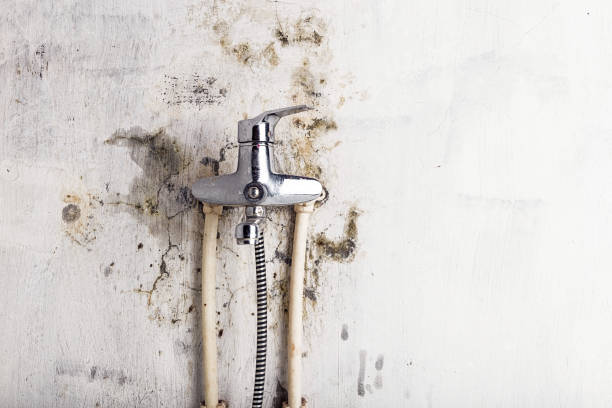 Best Home Mold Removal  in Folsom, NJ
