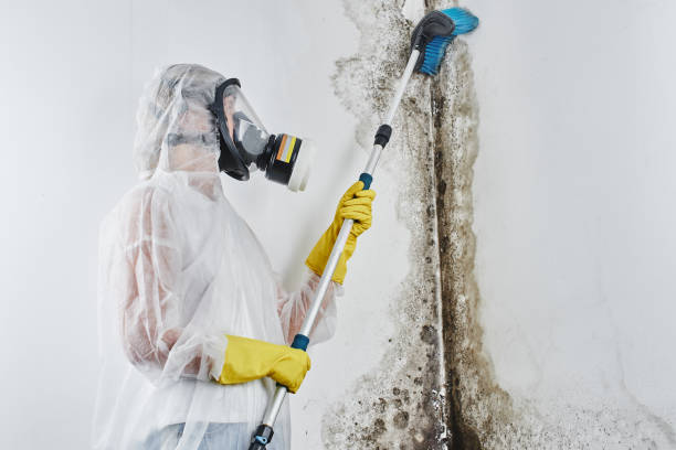 Reliable Folsom, NJ Mold Removal Solutions