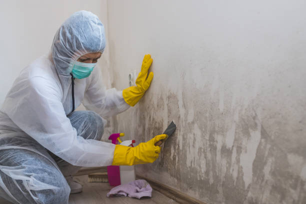 Best Commercial Mold Removal  in Folsom, NJ