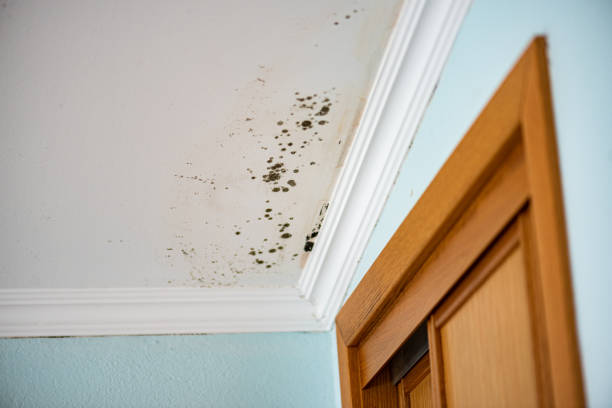 Best Attic Mold Removal  in Folsom, NJ