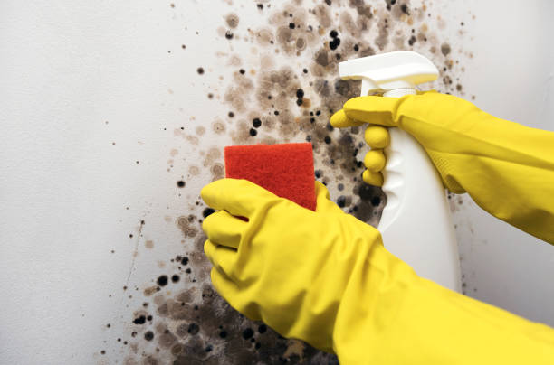 Best Mold Remediation  in Folsom, NJ