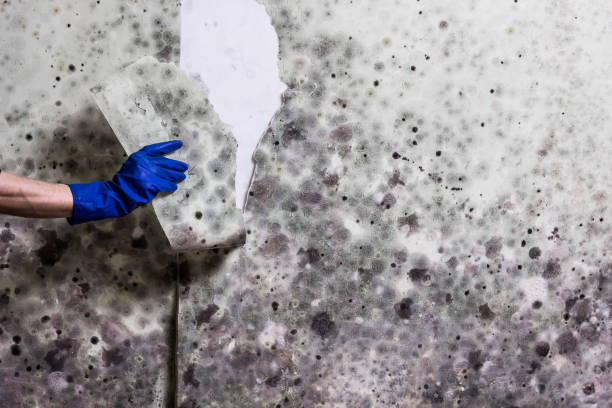Best Mold Inspection  in Folsom, NJ