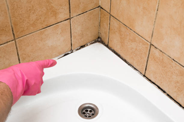 Best Best Mold Removal Companies  in Folsom, NJ